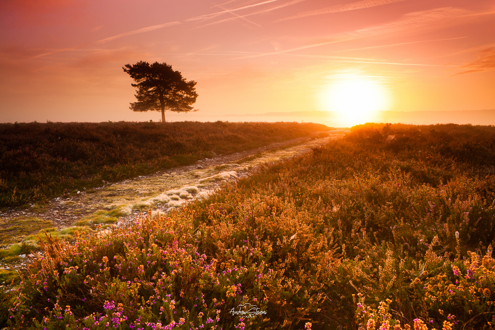 Ibsley Common, Tree At Sunrise